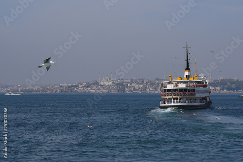 Ferry with a seagull