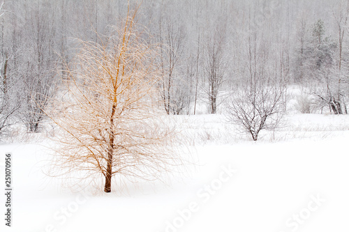 Bare weeping willow tree in snowy field