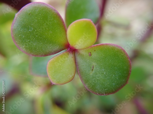 hojas de portulacaria afra , planta crasa photo