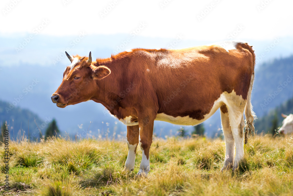 Brown cow standing in green grass on sunny pasture field bright background. Farming and agriculture, milk production concept. Brown cow standing in green grass on sunny pasture field bright background. Farming and agriculture, milk production concept.