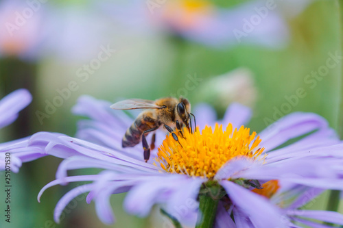 Aster alpinus or Alpine aster purple or lilac flower with a bee collecting pollen or nectar. Purple flower like daisy in a flower bed.