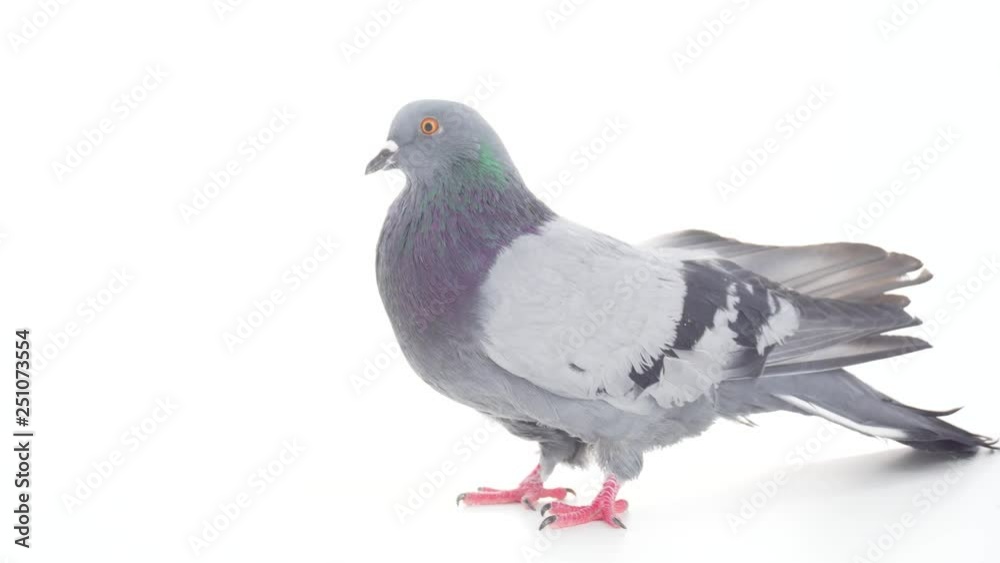Dove bird on white background isolated Dove bird on white background isolated