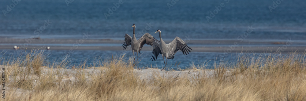 Obraz premium kraniche