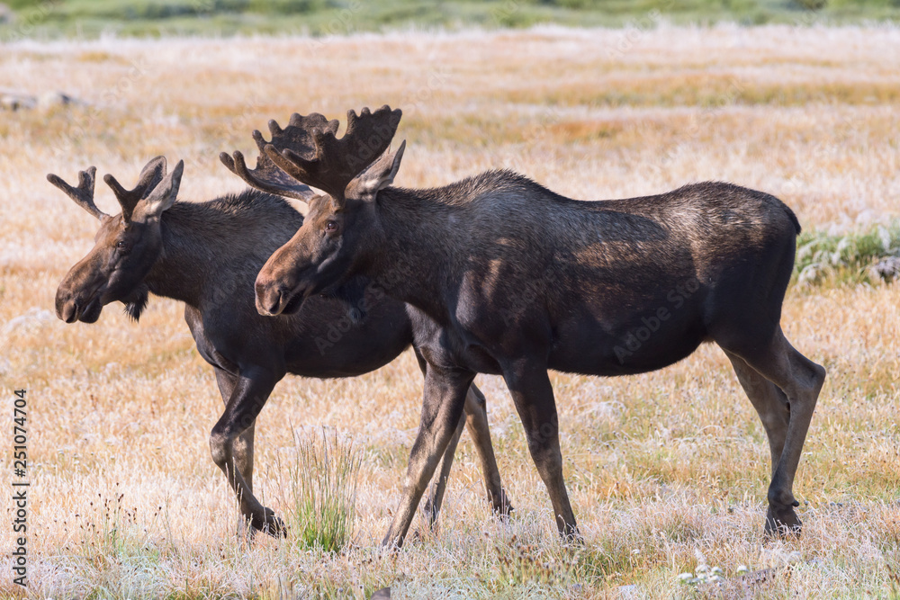 Shiras Moose in Colorado. Shiras are the smallest species of Moose in North America Shiras Moose in Colorado. Shiras are the smallest species of Moose in North America