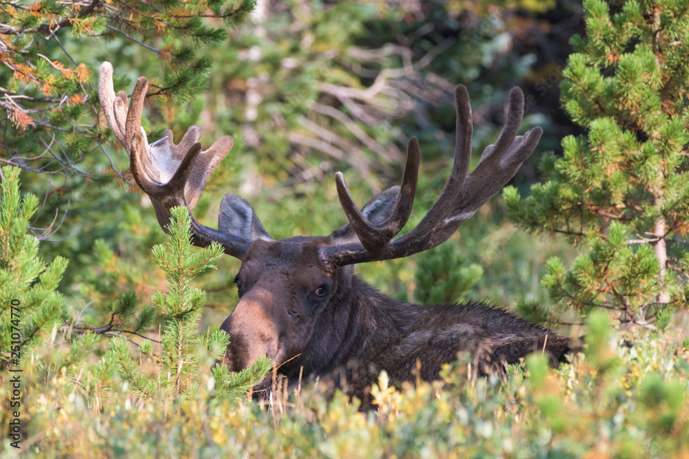 Shiras Moose in Colorado. Shiras are the smallest species of Moose in North America Shiras Moose in Colorado. Shiras are the smallest species of Moose in North America