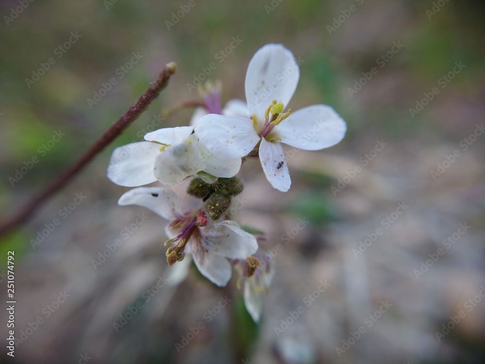Fototapeta premium Flores de oruga silvestre con plaga.