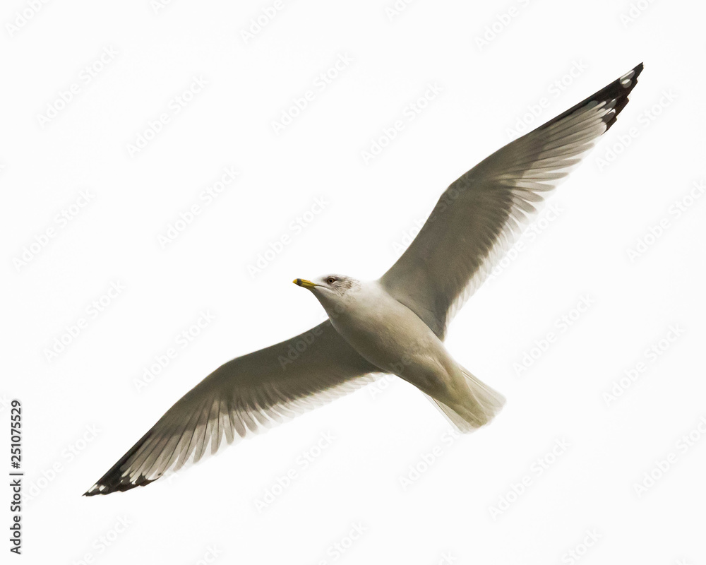 Naklejka premium Soaring Seagull