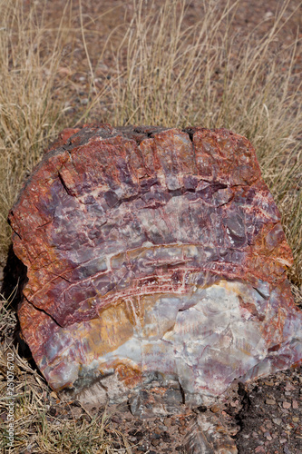 Detail of petrified log, Petrified Forest National Park, Arizona, USA