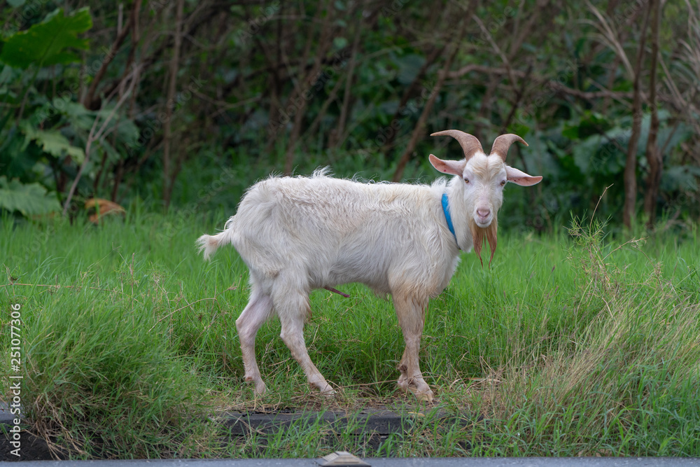 Fototapeta premium 西表島のヤギ