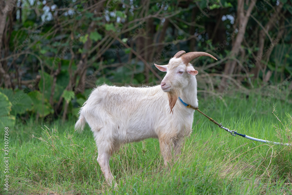 Obraz premium 西表島のヤギ