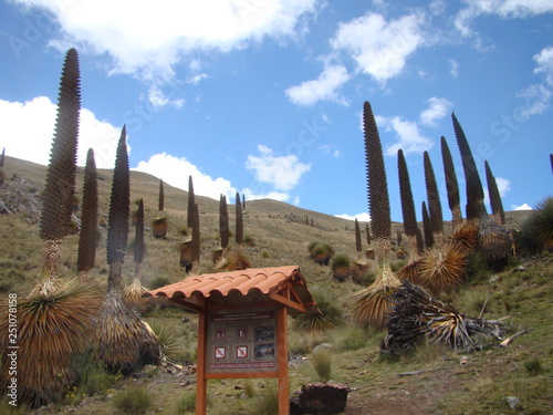 Mountains with peruvian plants called Pyra Raimondii, Ancash province Peru photo
