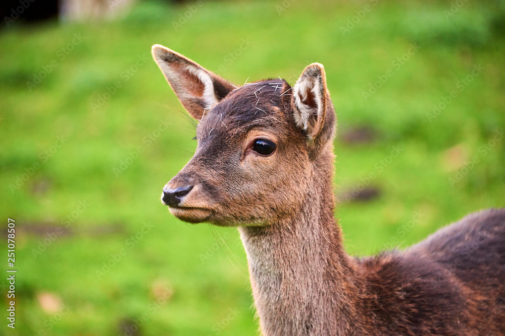 Fototapeta premium deer in forest wild life
