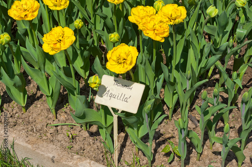 Tulips of the Aquilla  species. photo