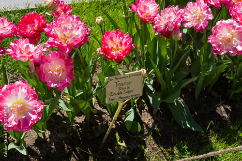 Photos Tulipa of the Double Sugar species