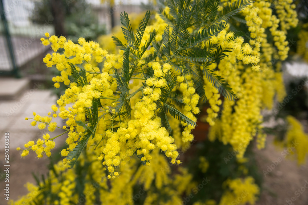 blooming Mimosa in the garden in spring. Garden, gardening. Spring holiday blossom blooming Mimosa in the garden in spring. Garden, gardening. Spring holiday blossom