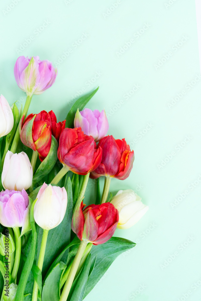 Fresh tulips flowers