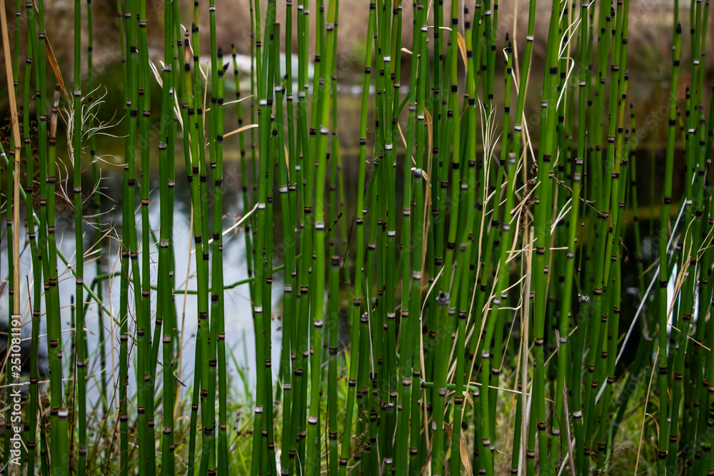 Obraz premium Equisetum Hyemale, also known as Rough Horsetail