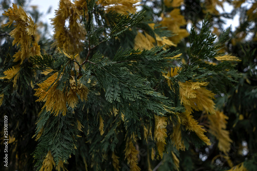 Calocedrus decurrens aureovariegata. Natural theme. photo