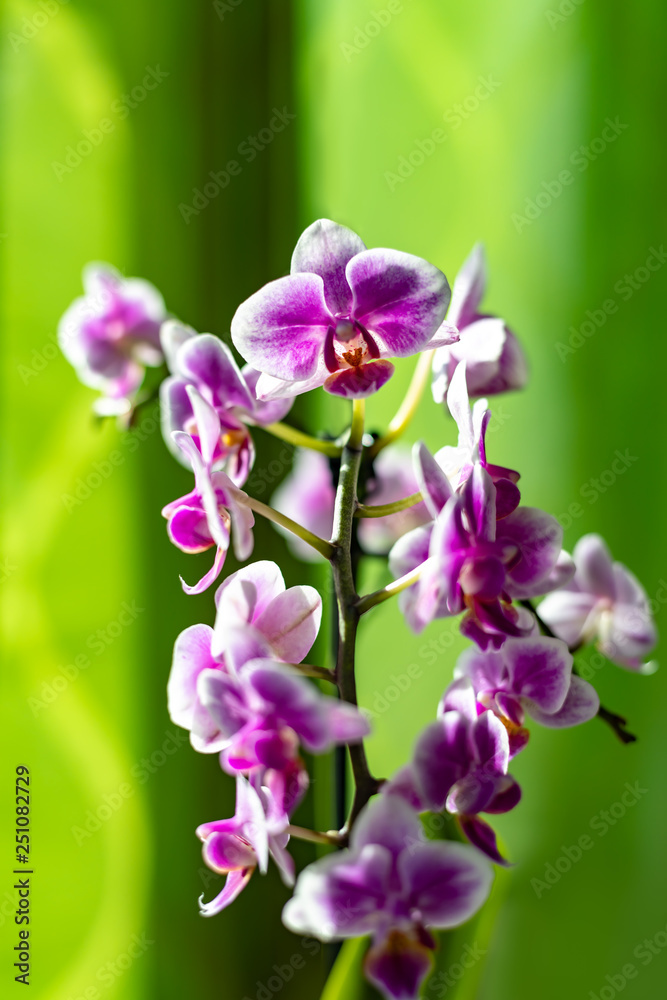 Obraz premium Orchid flower with a green background