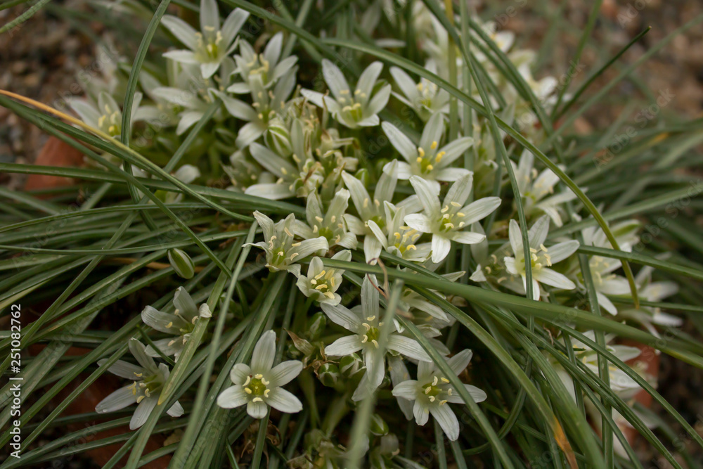 Obraz premium Ornithogalum Nivale – Narin Yildiz