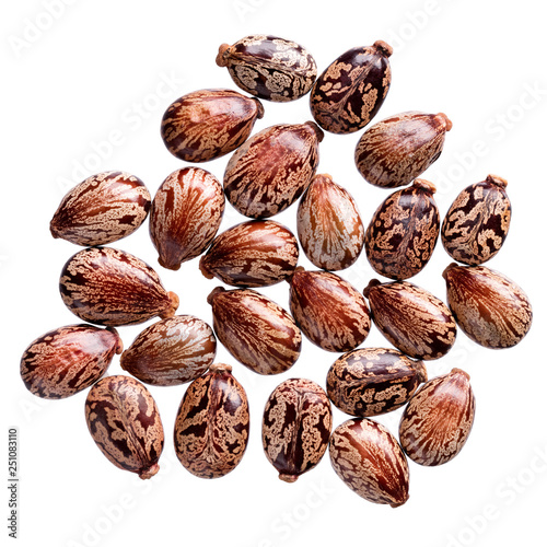 A heap of quality seeds of ricinus communis, flower for your adorable garden. Can be used for create new stylish packaging with seeds on background. photo