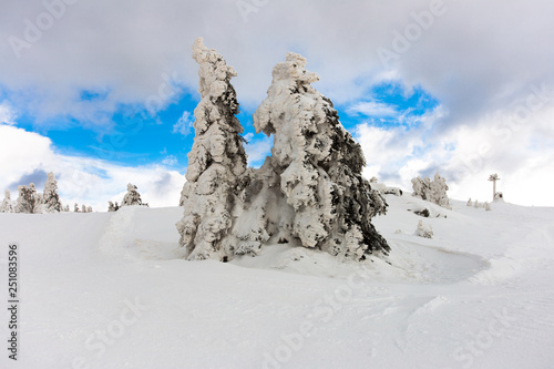 Beautiful landscapes and trees under snow