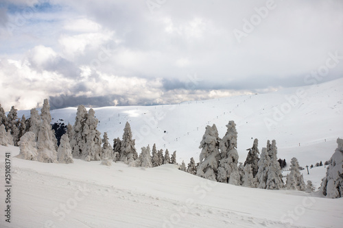 Beautiful landscapes and trees under snow