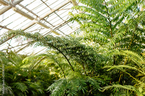 Various ferns, palms and tropical plants in greenhouse/ glasshouse with evergreen plants, spore-bearing and gymnosperm, indoor orangery, botanical garden, selective focus, Matteuccia, sunny day.