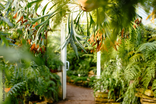 Konstfotografi Cropped photo of platycerium in greenhouse/ various ferns, palms and tropical pl