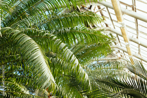 Photo of various ferns  palms and tropical plants in greenhouse  glasshouse with evergreen plants  spore-bearing and gymnosperm  indoor orangery  botanical garden  sunny day  ecology concept.