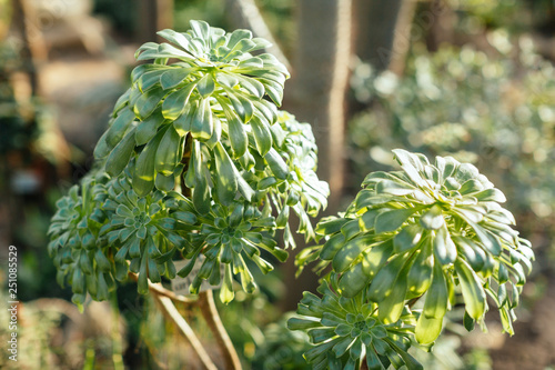 Photo of succulentus Aeonium Holochrysum in greenhouse/ tropical plants, glasshouse with evergreen plants, African plants, indoor orangery, botanical garden, selective focus, nature concept. photo