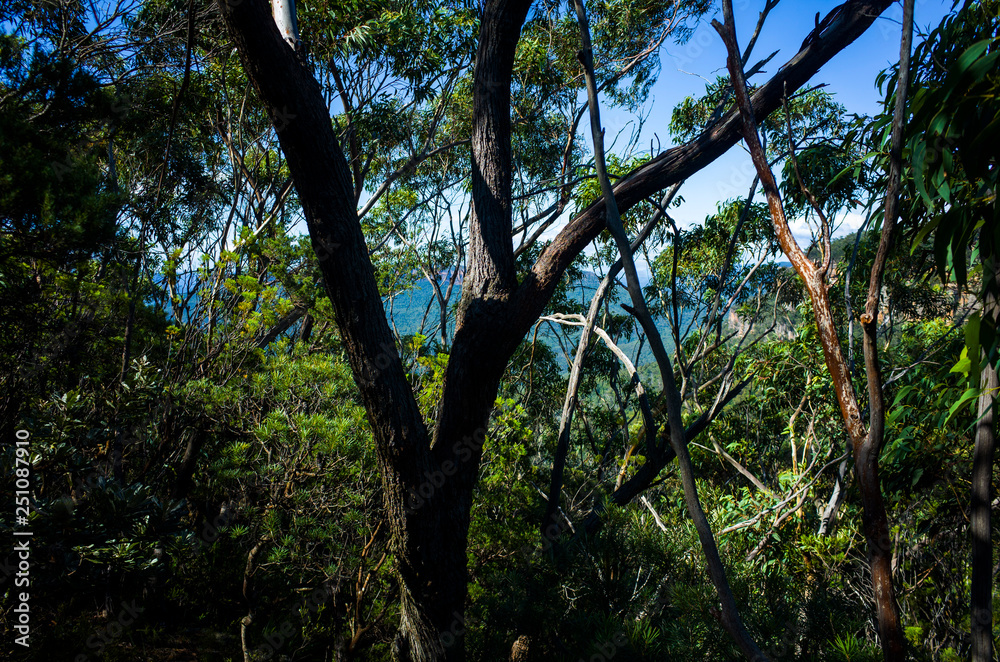 Lush green mountain rainforest with eucalyptus trees