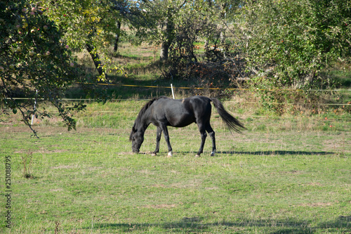black stallion in field