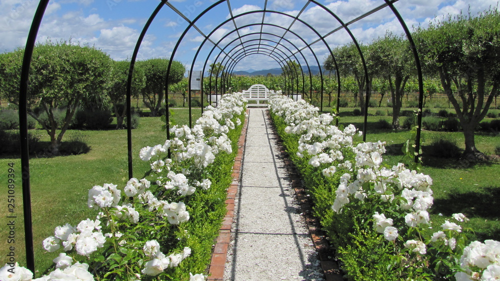 looking down a garden pathway and archway lined with roses looking down a garden pathway and archway lined with roses