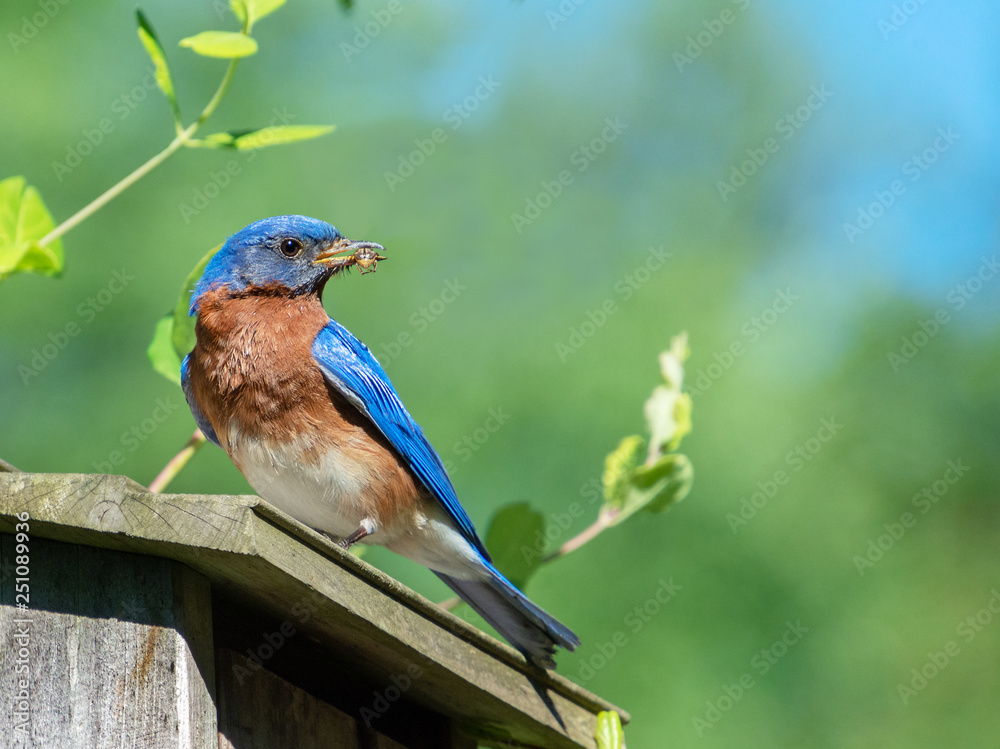 Obraz premium Blue bird with insect in beak 