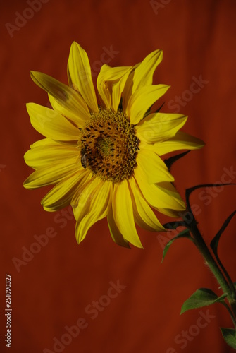 sunflower with bee