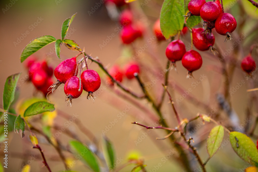 red berries on branch