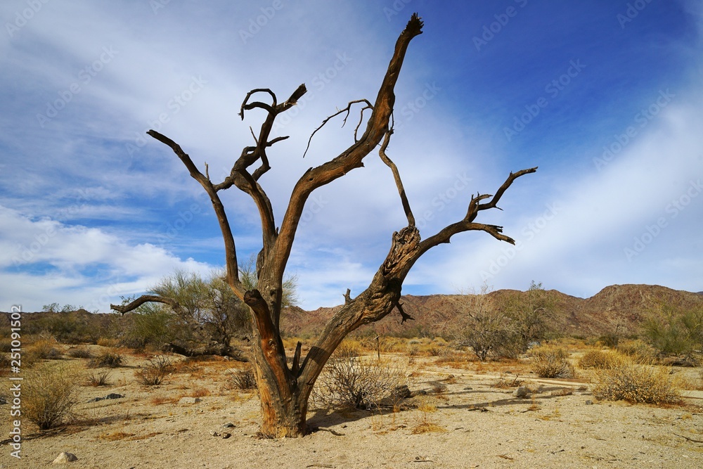 Dead tree and palo verde tree in Joshua Tree National Park Dead tree and palo verde tree in Joshua Tree National Park