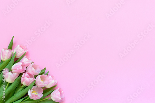 Fototapeta Naklejka Na Ścianę i Meble -  Pink tulips on pink background. Copy space, top view.
