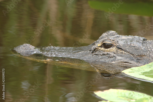 Alligator at Everglades National Park in Florida
