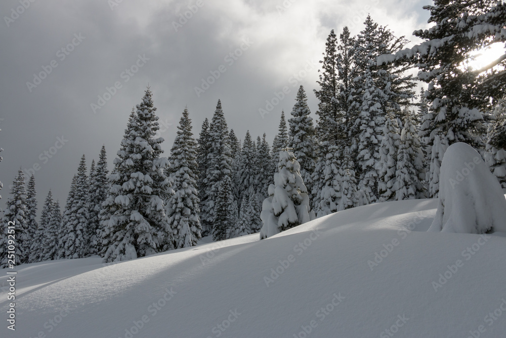 Fototapeta premium White as snow