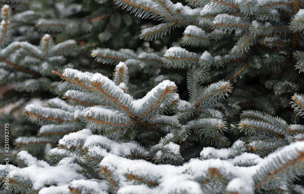 Close up of silver fir tree branch covered with snow during winter