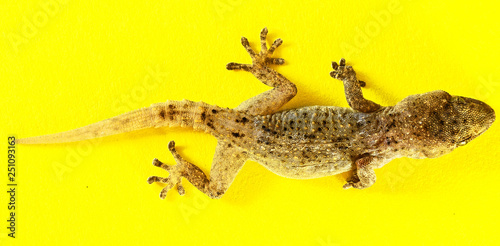 Gray Gecko Lizard photo