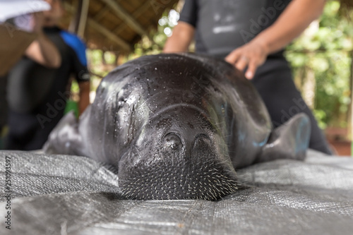Foto Amazonian manatee