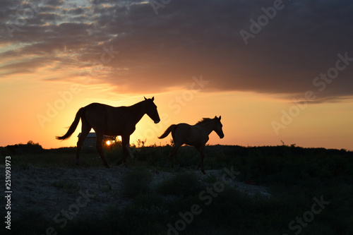 silhouette of a horse and a foal at sunset © Ирина Кожевникова