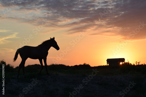 horse at sunset © Ирина Кожевникова