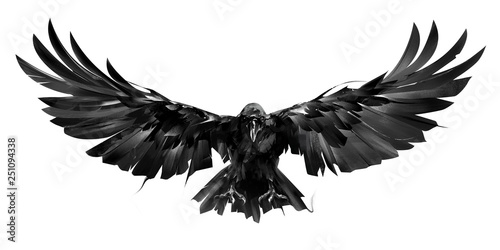 drawn raven bird in flight on a white background