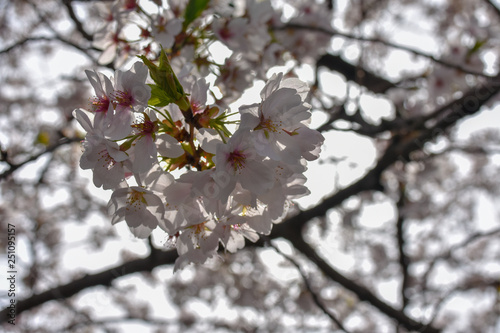 小さな桜満開 © yukidigis