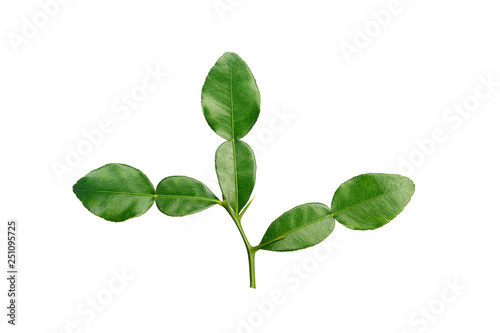 bergamot leaf, green plant isolated on white background