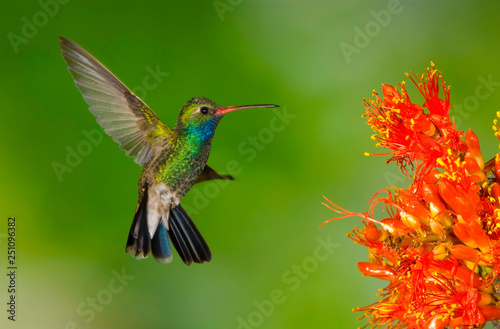 Broadbilled Hummingbird And Ocotillo © Rod Gardner